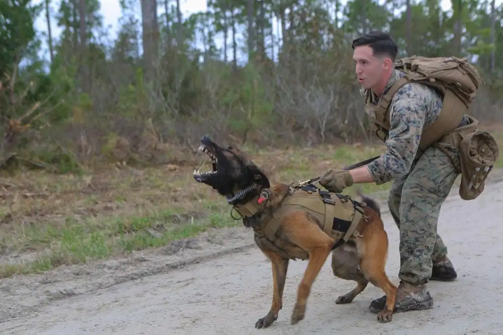 K-9 Equipment